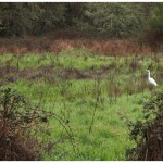 20110321_egret4 20110321_egret4