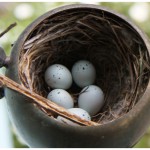 Peak in nest
