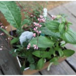 20110509_plants2