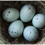 Baby bird eggs in a nest on our porch Baby bird eggs in a nest on our porch