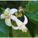 Grapefruit flower and fruit growing on the tree