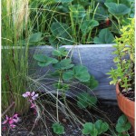 20110613_strawberries1