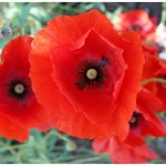 Red Papaver Poppies