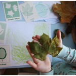 Grape leaf rubbing and characteristics card game by in-print for children Grape leaf rubbing and characteristics card game by in-print for children