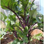 Healthy growing tree kale Healthy growing tree kale