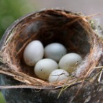 House finch birds eggs in a nest