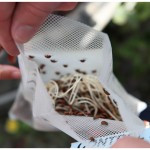 Releasing ladybugs into our garden Releasing ladybugs into our garden