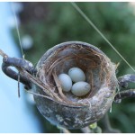 New baby bird nest in our wind chimes