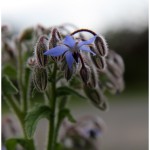 Flowers starting to bloom in California