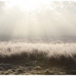 Frost covered field in rural Sonoma County