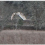 Barn owl flying over a field at dusk