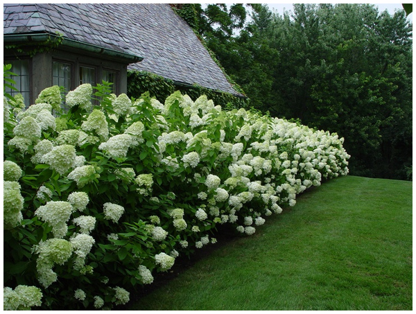 limelight hydrangeas