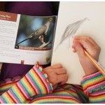 Drawing birds