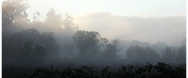 Morning Fog