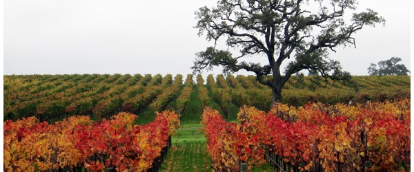 Autumn in Wine Country