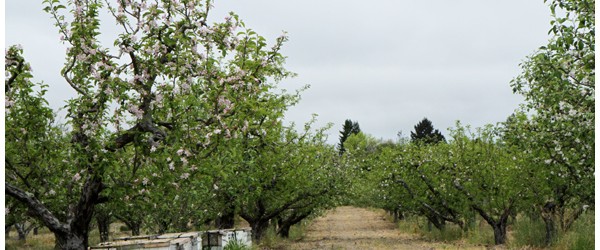 Spring in Northern California