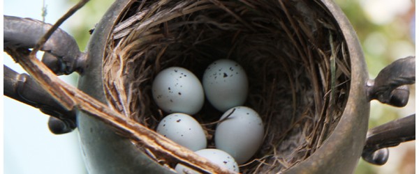 The Nest in our Wind Chimes