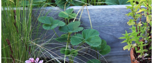 Strawberries (Literally!) Jumping the Planter Box