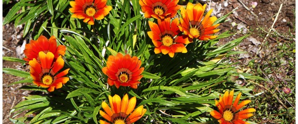 Drought-Tolerant, Low-Maintenance Flowers