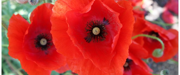 Poppy Seed Pods