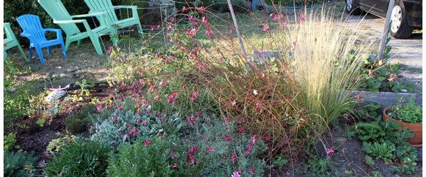 Fall Garden and Animal Visitors