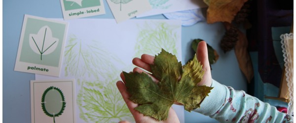 Leaf Rubbings and Characteristics Activity