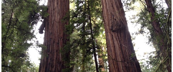 A Walk Among the Redwoods