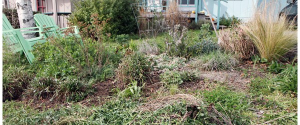 My Hard Reality and Their Beautiful Kitchen Gardens