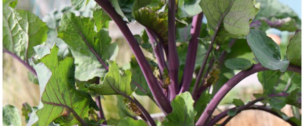 A Tree Kale Update