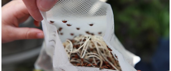 The Ladybug Release