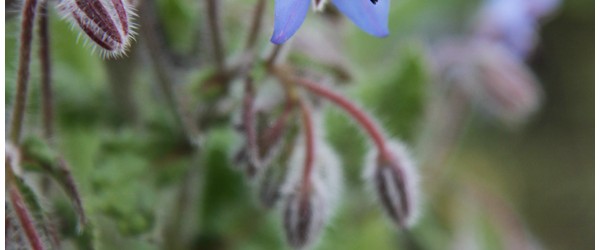 Peak into the Garden