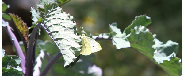 Everyday Learning | 02: Butterfly Life Cycle