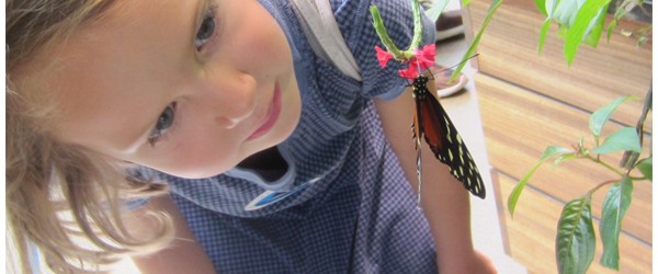 Butterfly Life Cycle: Raising and Observing Butterflies